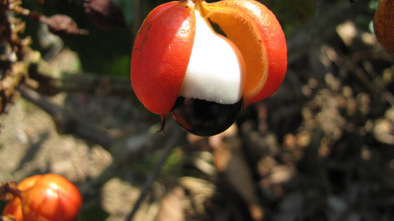 Est-ce que le guarana fait maigrir ?