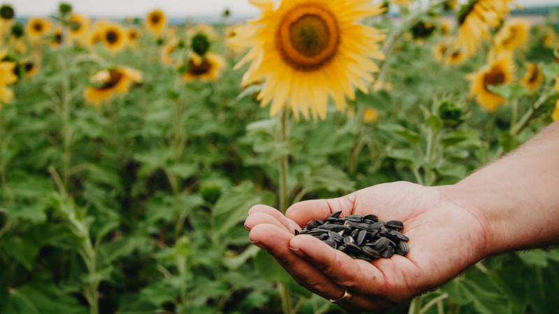 Les bienfaits des graines de tournesol