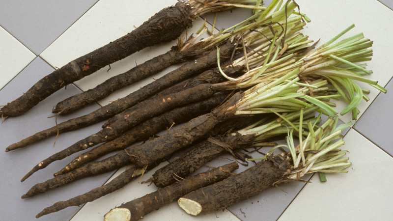 Les bienfaits de la scorsonère : découvrez ce légume racine étonnant !