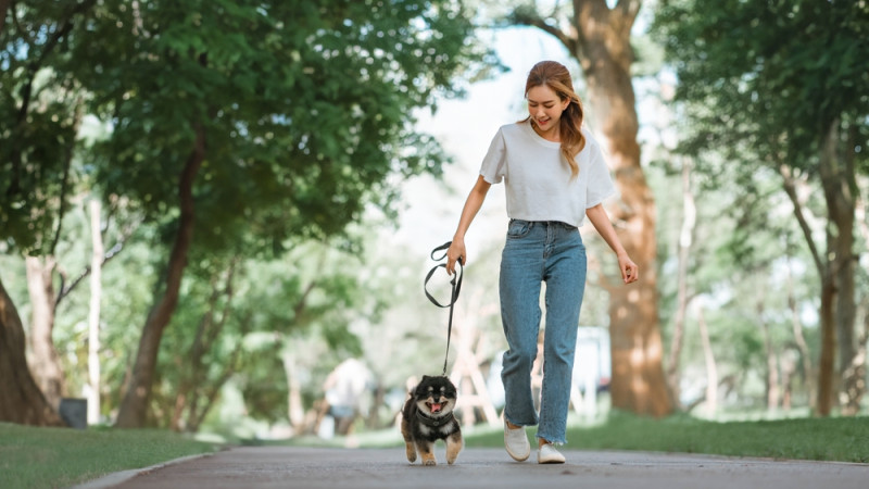 Les bienfaits de 30 minutes de marche par jour 