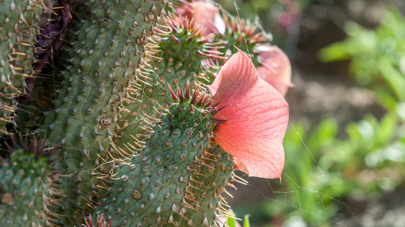 Les bienfaits de l'Hoodia Gordonii : un allié ancestral pour votre bien-être moderne