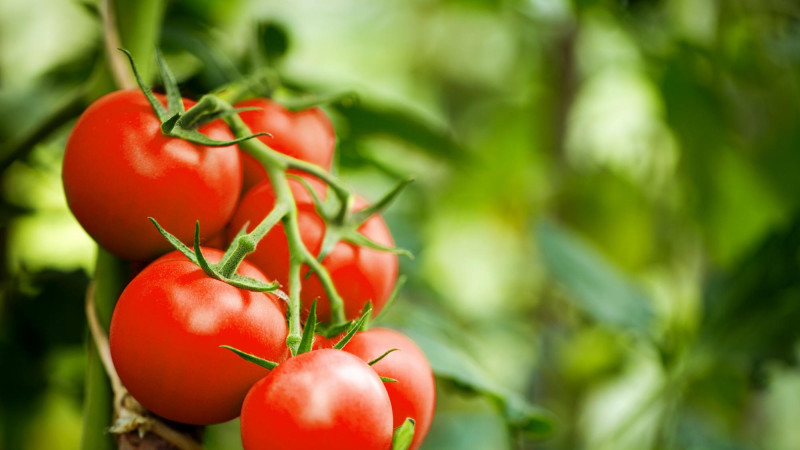 La tomate : aliment star de l’été