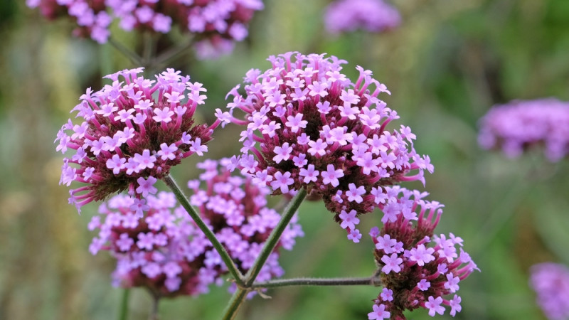 Verveine : une plante aux mille vertus