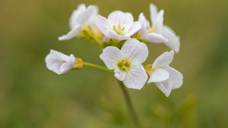 Les bienfaits de la cardamine des prés