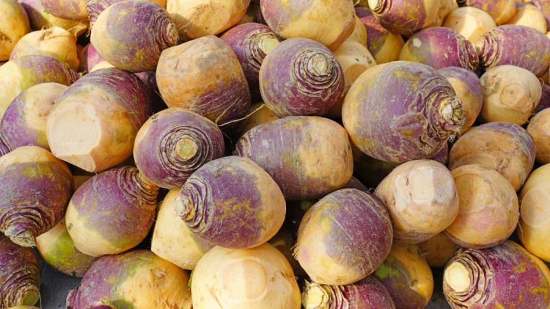 Rutabaga : un légume-racine rustique et nutritif