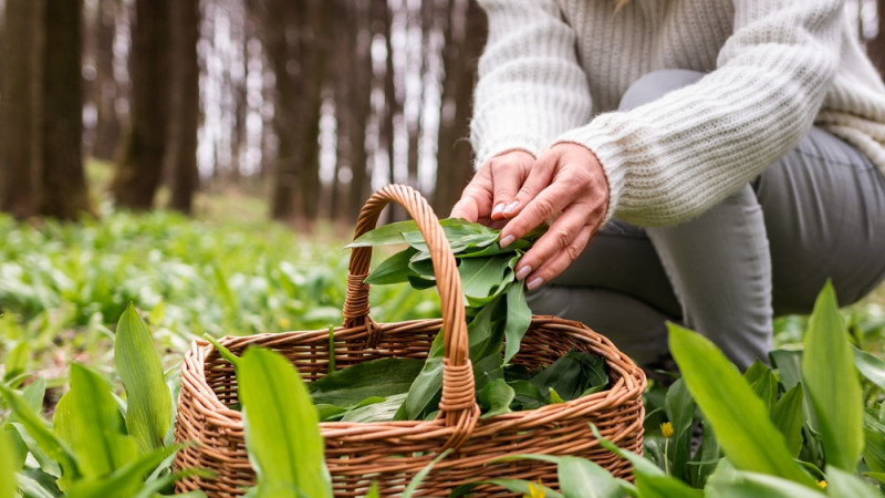 Un couple décède en mangeant une soupe : cette plante qu'il a confondue et qui lui a coûté la vie !