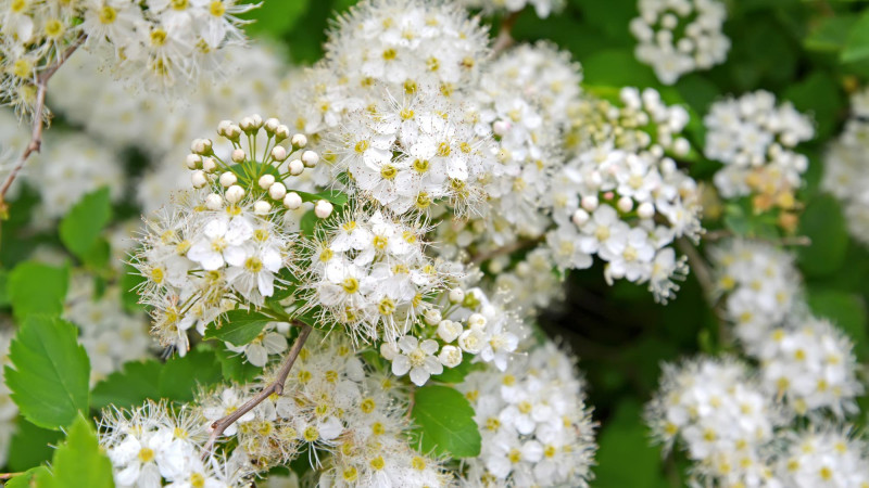 Les bienfaits de la reine des prés : une alliée naturelle pour votre santé