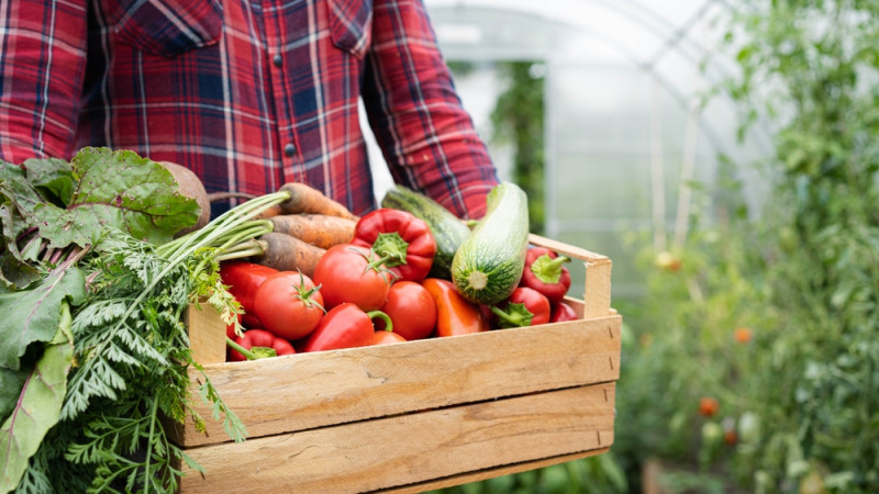 L’alimentation bio est-elle réellement bonne pour la santé ? Un décryptage nuancé