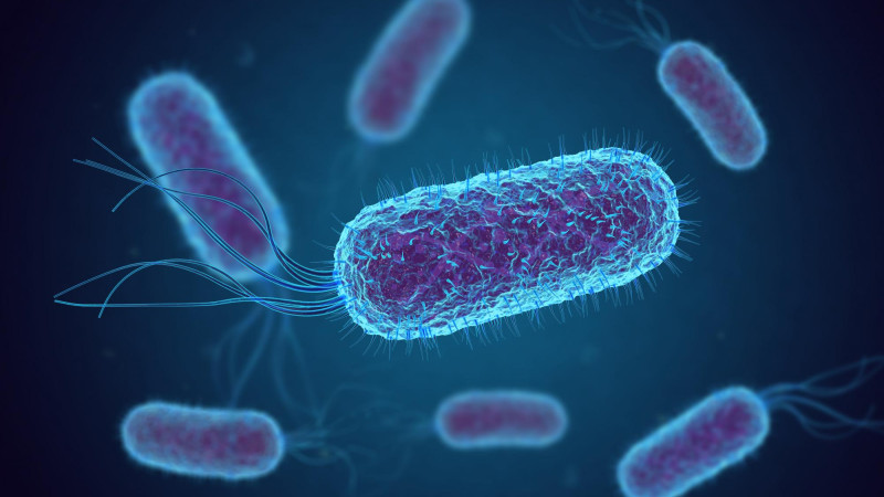 Bactérie E.coli : quels aliments faut-il éviter, notamment pour les enfants ?