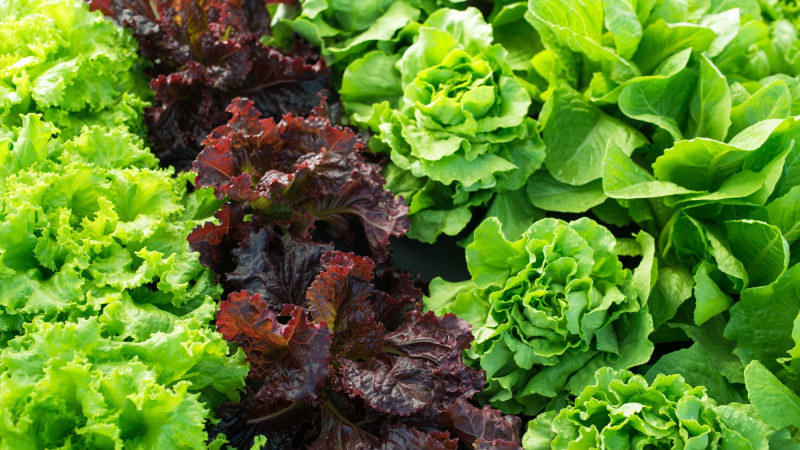 Quelle variété de salade choisir pour un rééquilibrage alimentaire ?