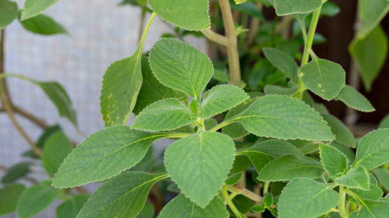 Le boldo : une plante aux multiples bienfaits pour la santé