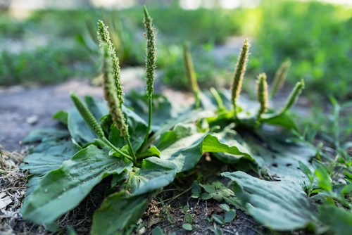 Les bienfaits du plantain : une plante aux multiples vertus