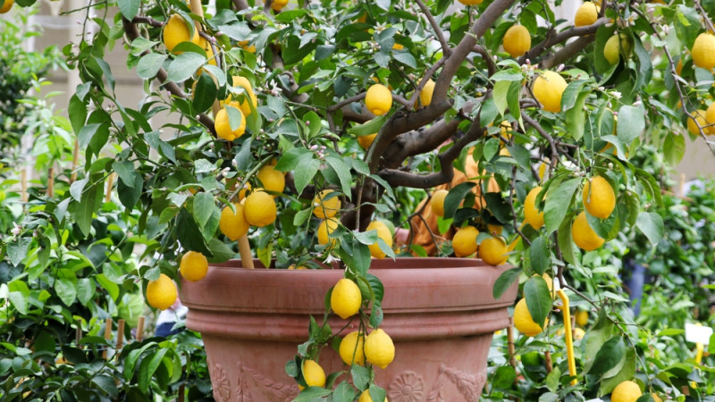 Pourquoi mon citronnier ne fait pas de citrons ?