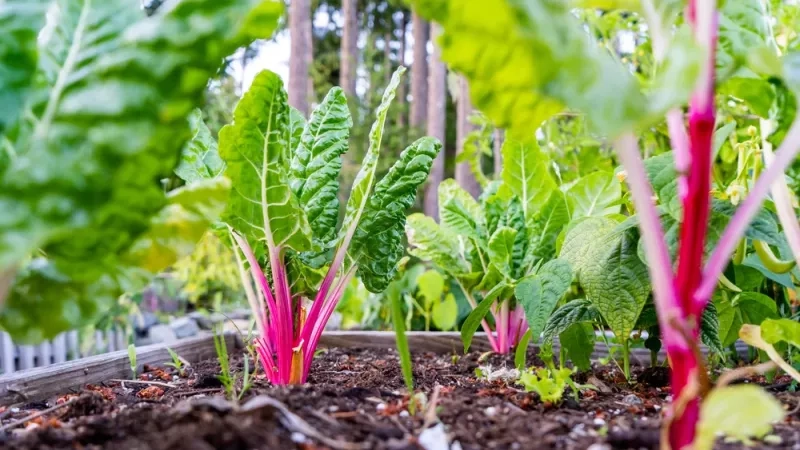 Que semer ou planter en mars au potager ?