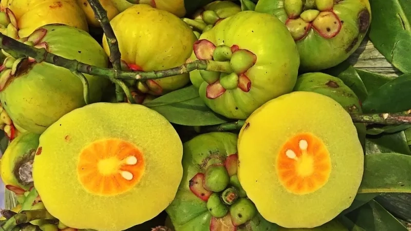 Garcinia cambogia : le coupe-faim naturel qui cache des dangers pour votre santé