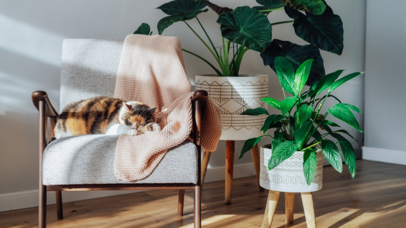 Les meilleures plantes dépolluantes pour votre maison