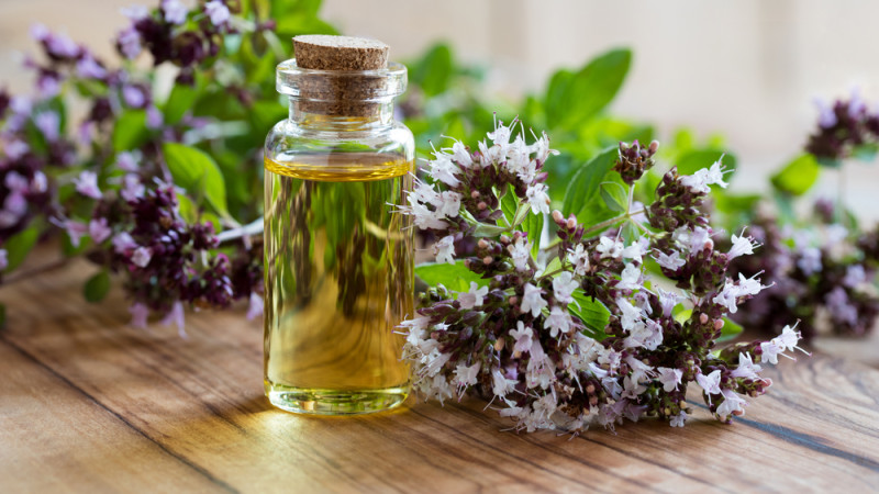 Les bienfaits de l’huile essentielle de marjolaine à coquilles