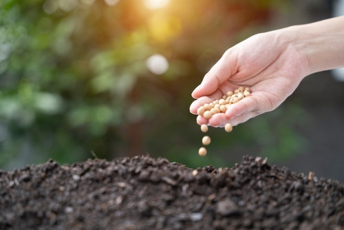 Quelles graines semer en septembre ? Préparez votre potager d’automne maintenant !