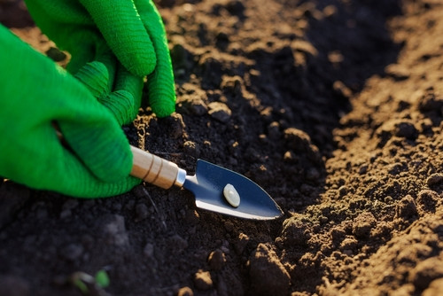 Quelles graines semer en Octobre ?