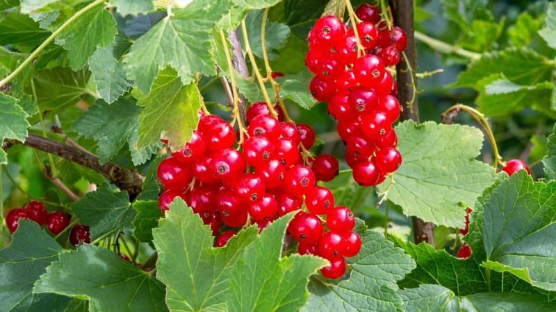 Quel est l'index glycémique de la groseille ?