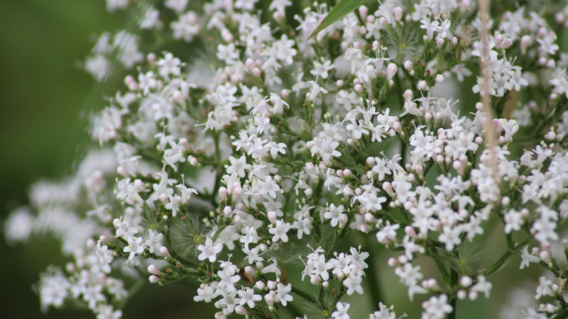 valériane